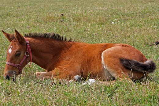 Obrázok